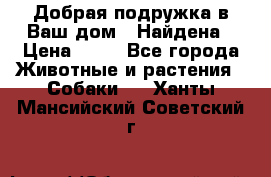 Добрая подружка,в Ваш дом!!!Найдена › Цена ­ 10 - Все города Животные и растения » Собаки   . Ханты-Мансийский,Советский г.